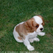 Photo de Cavalier king charles spaniel