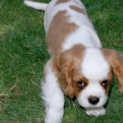 Photo de Cavalier king charles spaniel