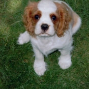 Photo de Cavalier king charles spaniel