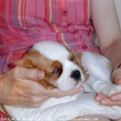 Photo de Cavalier king charles spaniel