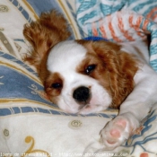 Photo de Cavalier king charles spaniel