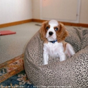 Photo de Cavalier king charles spaniel