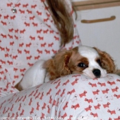 Photo de Cavalier king charles spaniel