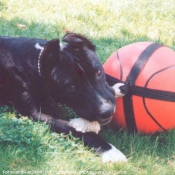 Photo d'American staffordshire terrier