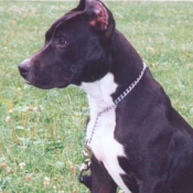 Photo d'American staffordshire terrier