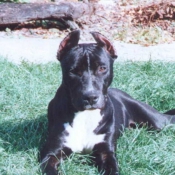 Photo d'American staffordshire terrier