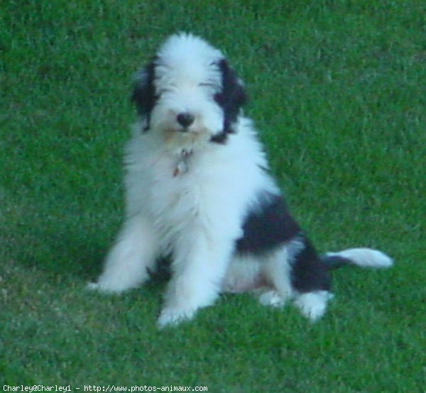 Photo de Bearded collie