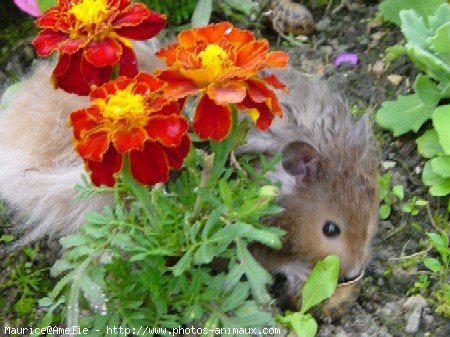 Photo de Hamster