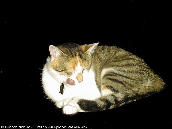 Photo de Chat domestique