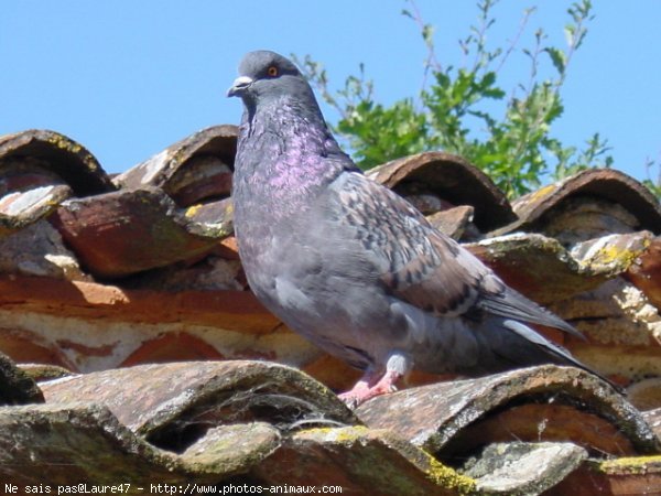 Photo de Pigeon