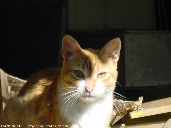 Photo de Chat domestique