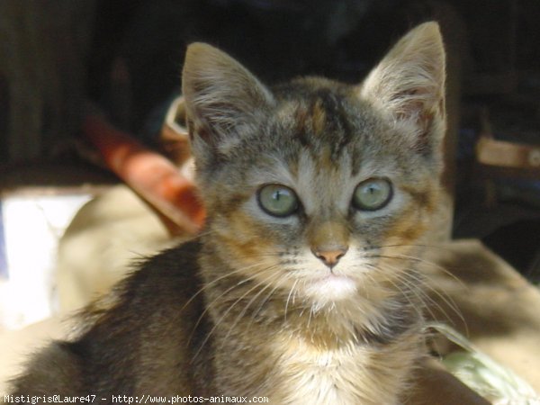 Photo de Chat domestique