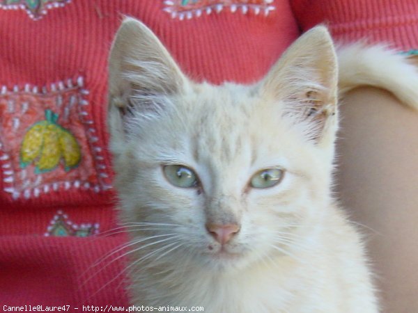 Photo de Chat domestique