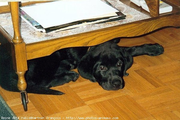 Photo de Labrador retriever