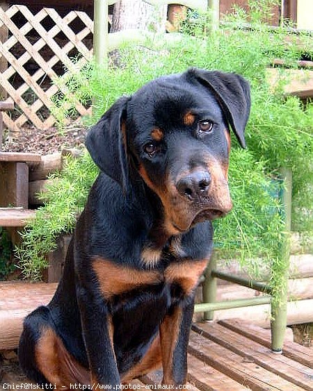 Photo de Rottweiler