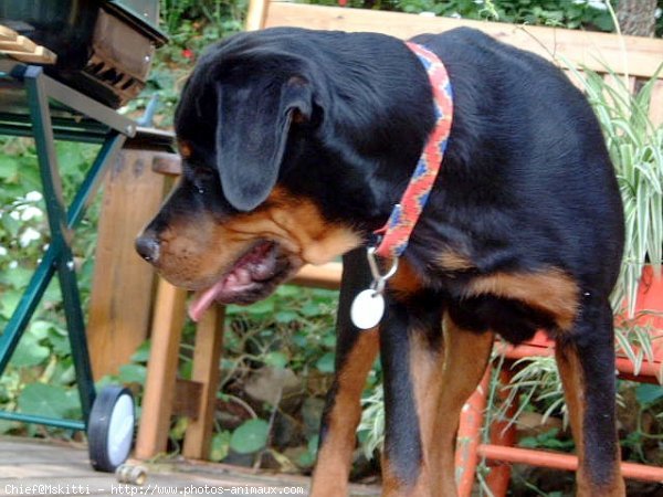 Photo de Rottweiler