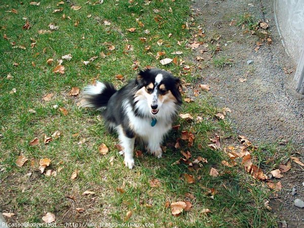 Photo de Chien de berger des shetland