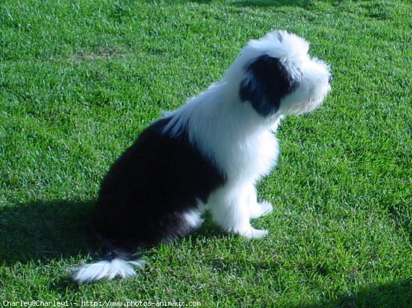 Photo de Bearded collie