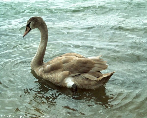 Photo de Cygne