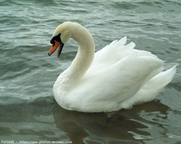 Photo de Cygne