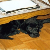 Photo de Labrador retriever