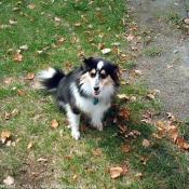 Photo de Chien de berger des shetland