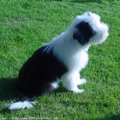 Photo de Bearded collie