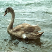 Photo de Cygne