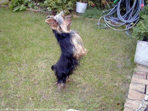 Photo de Yorkshire terrier