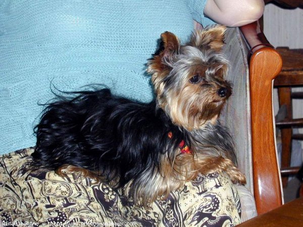 Photo de Yorkshire terrier