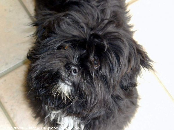 Photo de Lhassa apso