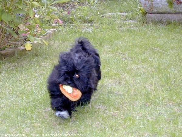 Photo de Lhassa apso