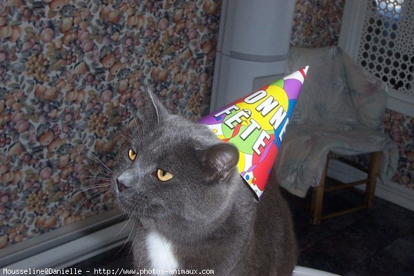 Photo de Chartreux