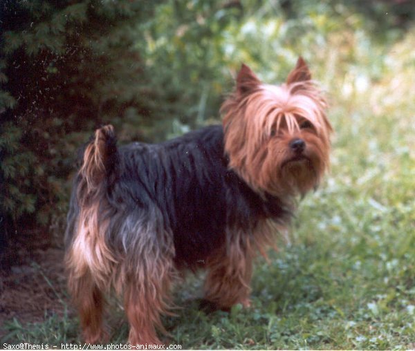 Photo de Yorkshire terrier