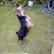 Photo de Yorkshire terrier