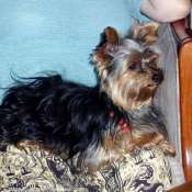 Photo de Yorkshire terrier