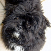 Photo de Lhassa apso