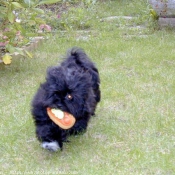 Photo de Lhassa apso