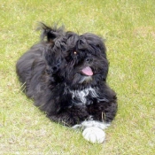 Photo de Lhassa apso