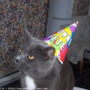 Photo de Chartreux