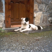 Photo de Border collie