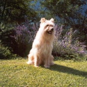 Photo de Chien de berger des pyrenes  poil long