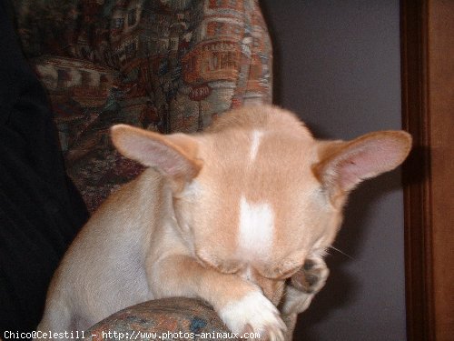 Photo de Chihuahua  poil court