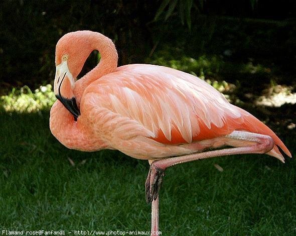 Photo de Flamand rose