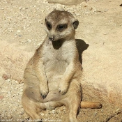 Photo de Suricate