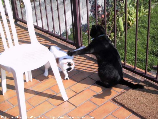 Photo de Chat domestique