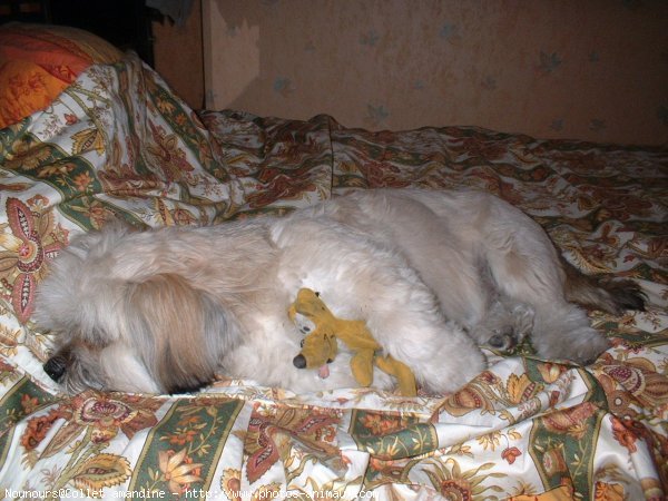 Photo de Lhassa apso