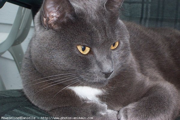 Photo de Chartreux