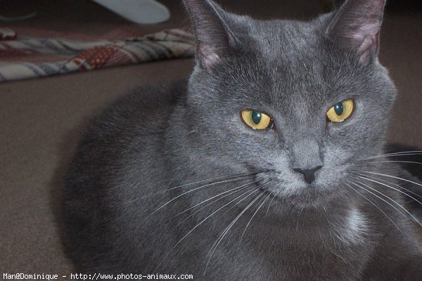 Photo de Chartreux