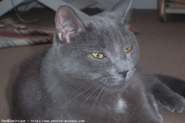 Photo de Chartreux